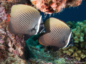 Butterflyfish (Chaetodon collare). by Bea & Stef Primatesta 